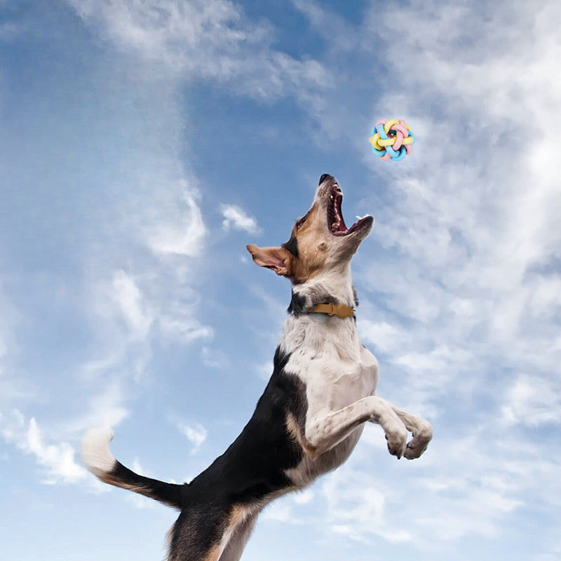 Stylish Leather Pet Collar with GPS Tracking