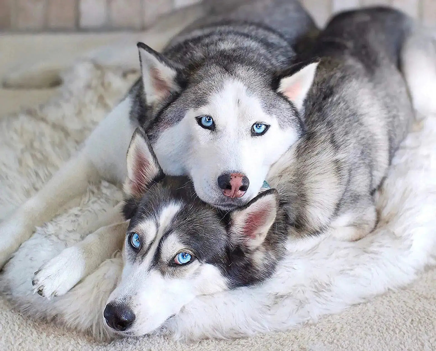 Faux Fur Dog Bed – Ultimate Comfort for Your Pet