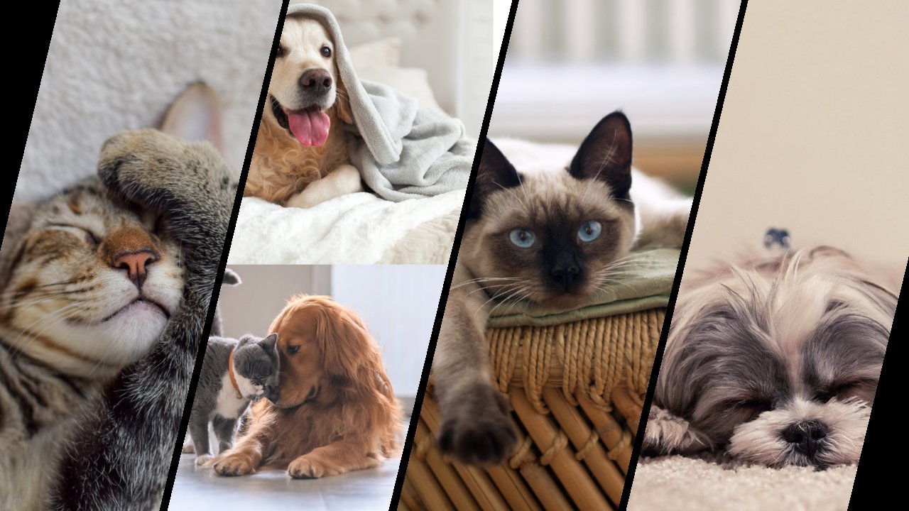 Dierenbenodigdheden - Van Verzorging Tot Verwennerij